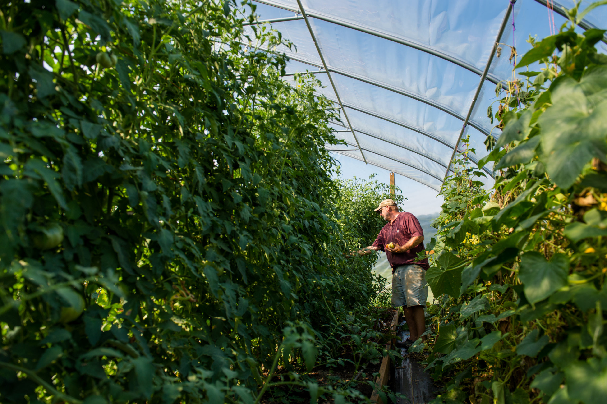 A farmer harvests crops between two rows of lush greenery. Over top there is a blue sky and the hoops of the greenhouse.