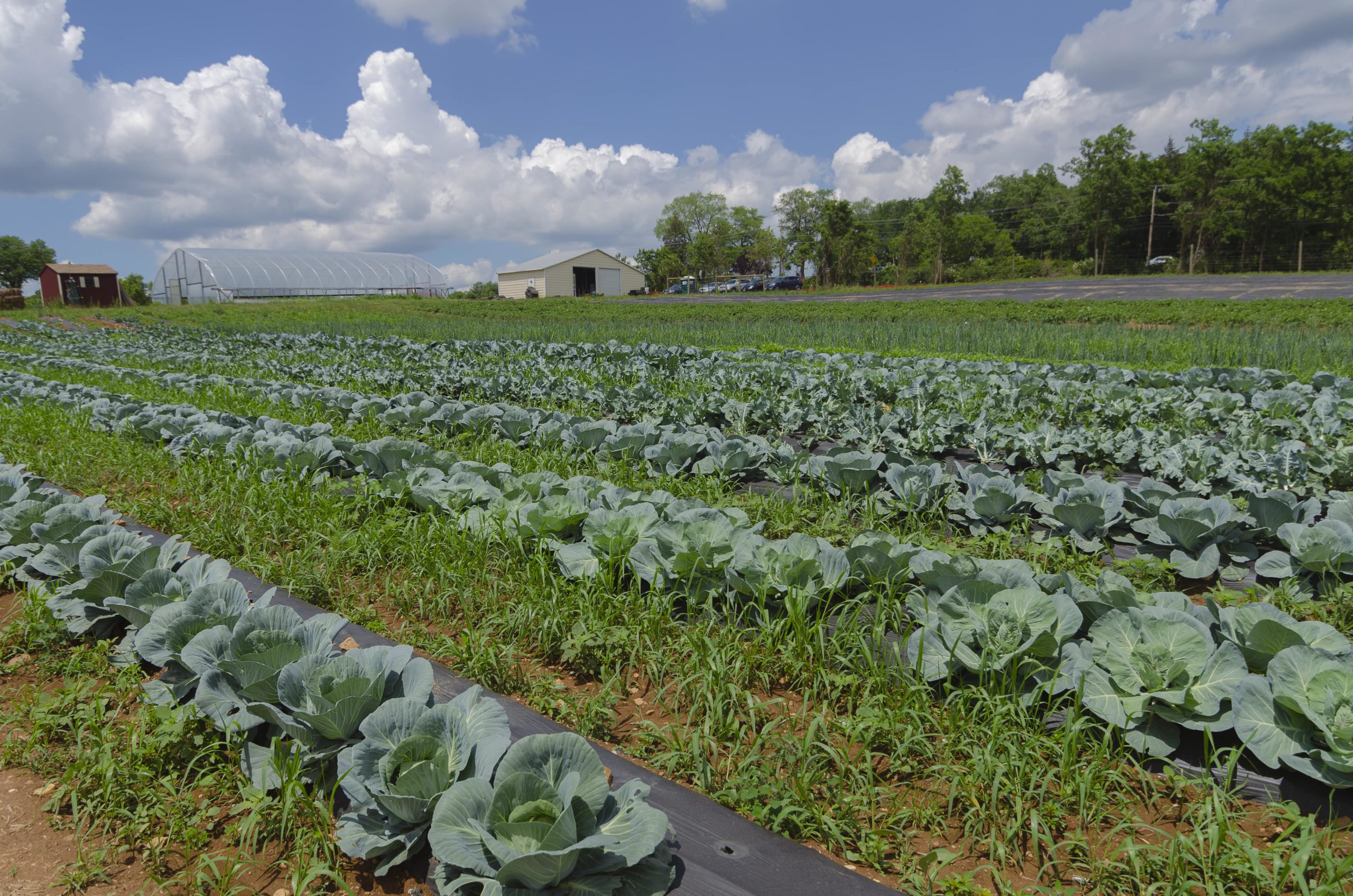 At the Fauquier Education Farm, a green field of cabbages stretches back against a blue, partly cloudy sky.